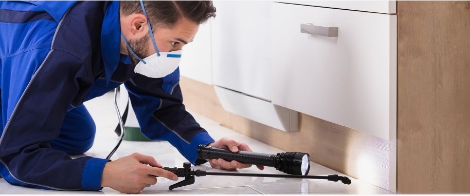 Cleveland pest xpert removal